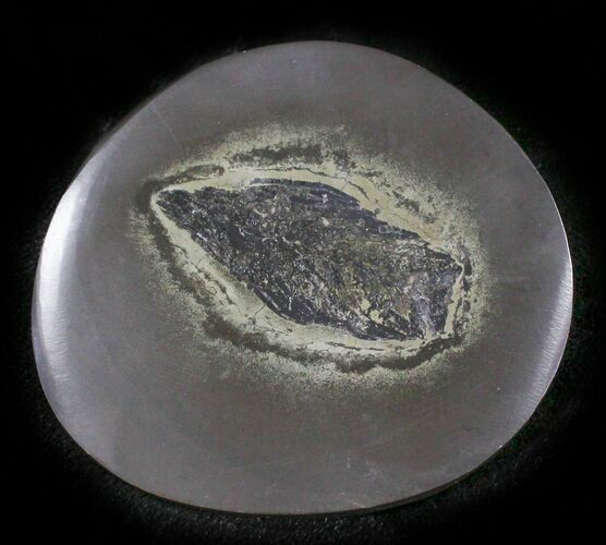 Polished Fish Coprolite (Fossil Poo) - Scotland #24543
